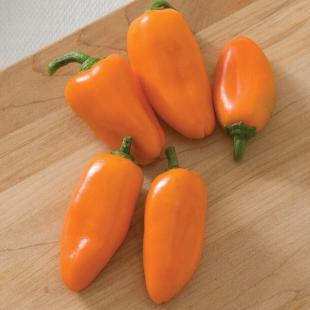 Orange Lunchbox Sweet Snack Pepper Plant