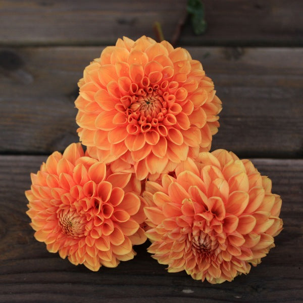 Beatrice Dahlia Tuber