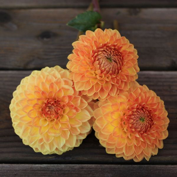 Blyton Softer Gleam Dahlia Tuber