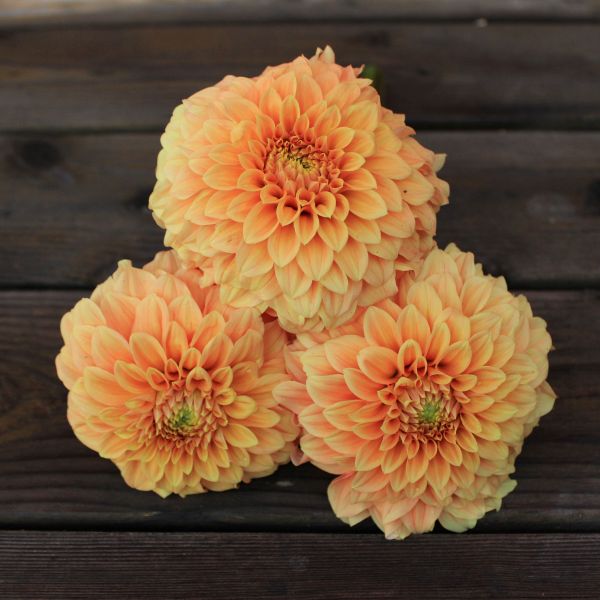 Bracken Palomino Dahlia Tuber