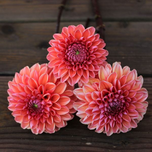 Daisy Duke Dahlia Tuber