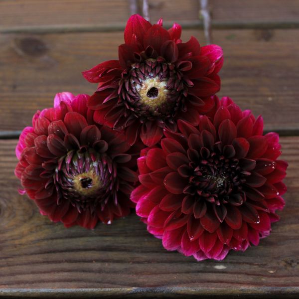 Dark Destiny Dahlia Tuber
