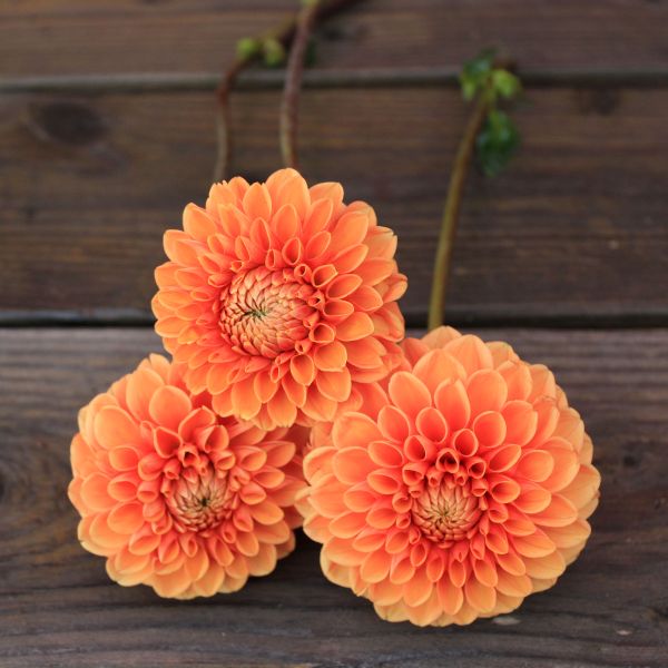 Hy Suntan Dahlia Tuber