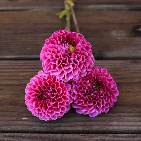 Nijinsky Dahlia Tuber