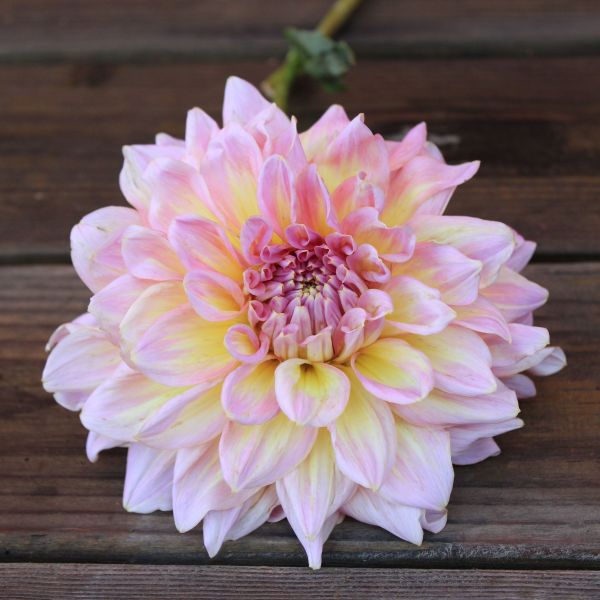 Strawberry Ice Dahlia Tuber