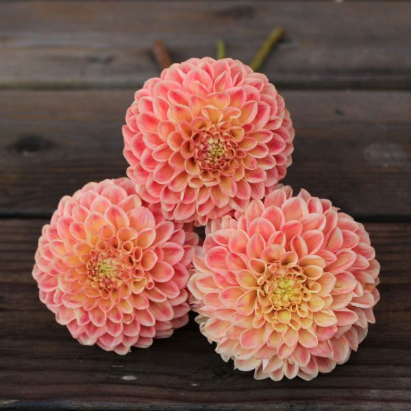 Sun Spot Dahlia Tuber