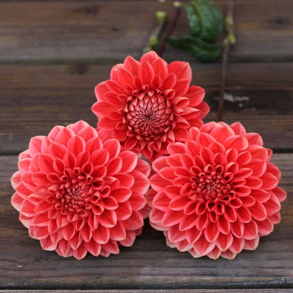 Tempest Dahlia Tuber