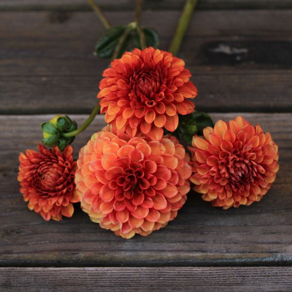 Valley Rust Bucket Dahlia Tuber