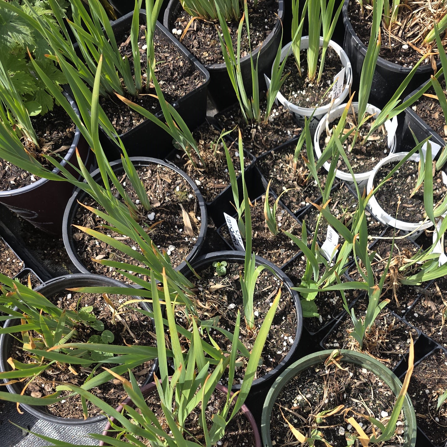 Siberian Blue Iris Plant