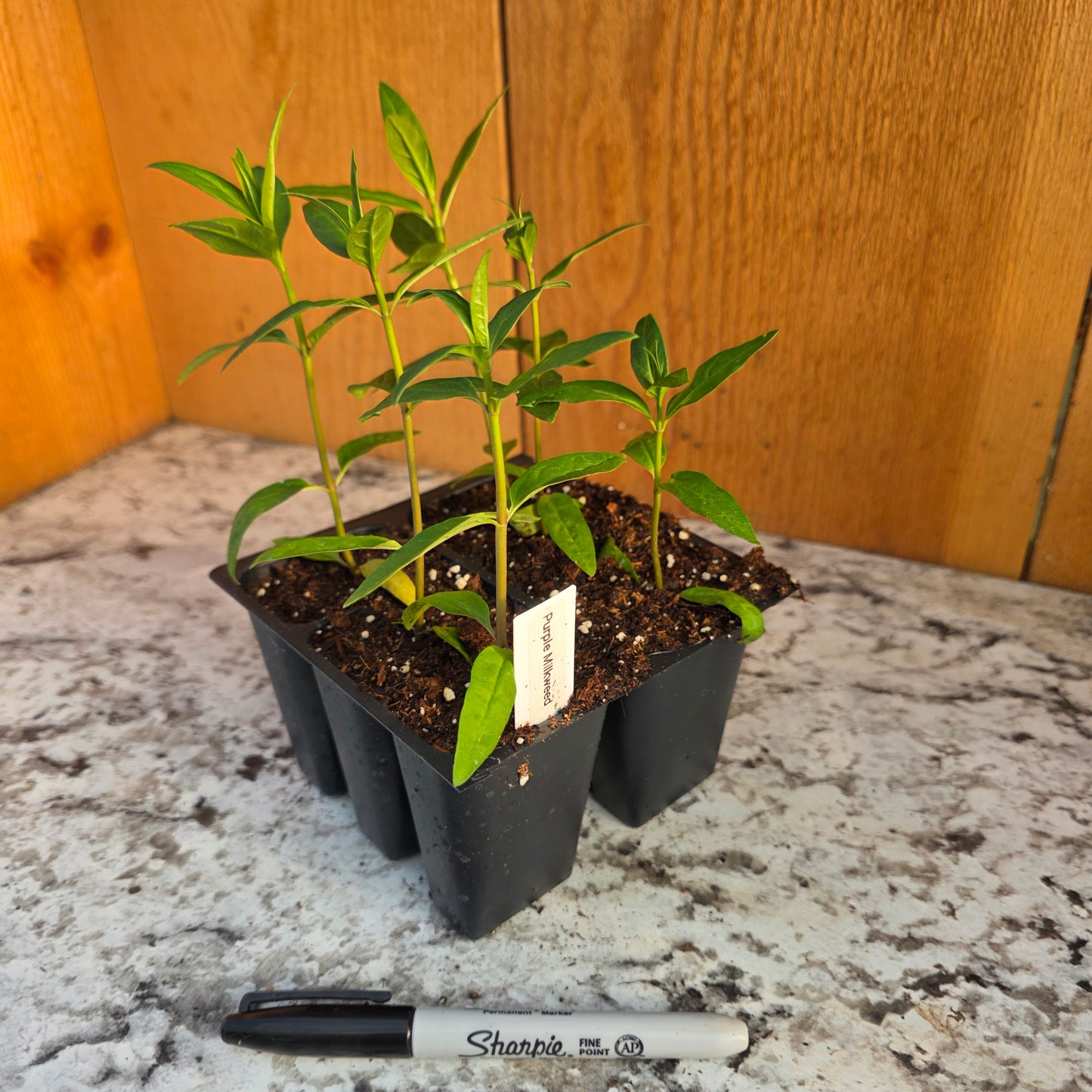 Milkweed Plant (good for monarch butterflies)- Perennial
