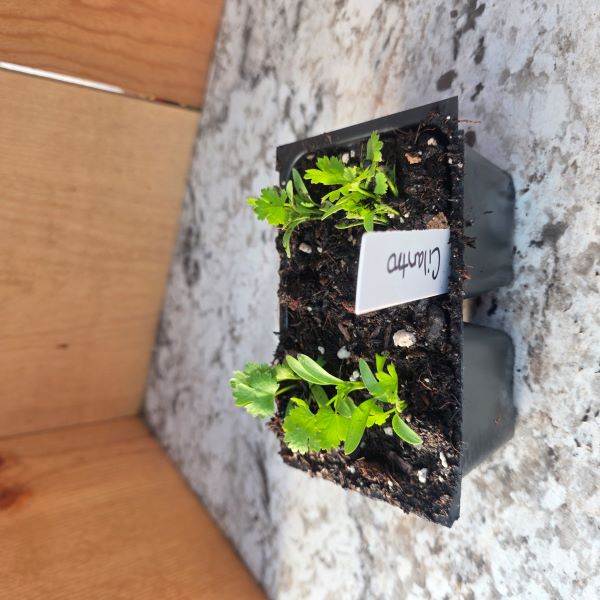 Cilantro Herb- See options