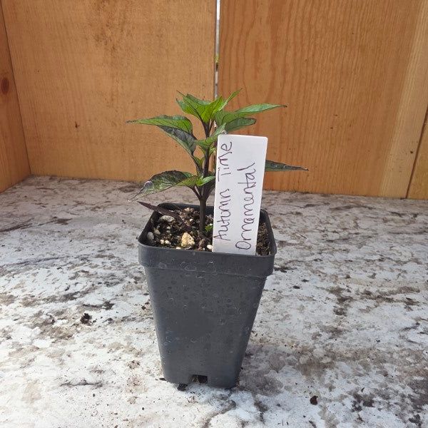 Autumn Time Ornamental Pepper Plant