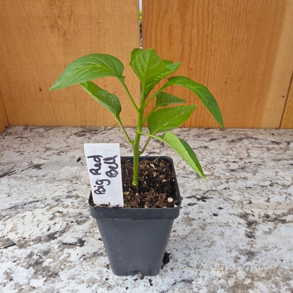 Big Red Bell Pepper Plant