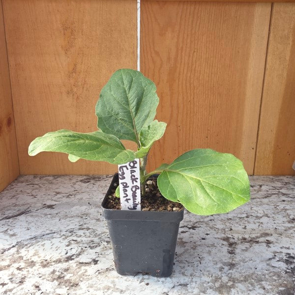 Black Beauty Eggplant Plant