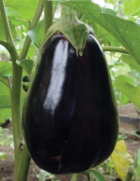Black Beauty Eggplant Plant