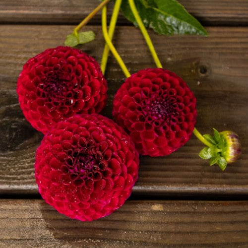 Bloomquist Award Dahlia Tuber