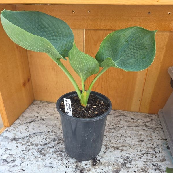 Blue Angel Hosta Plant
