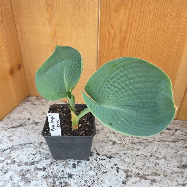 Blue Angel Hosta Plant
