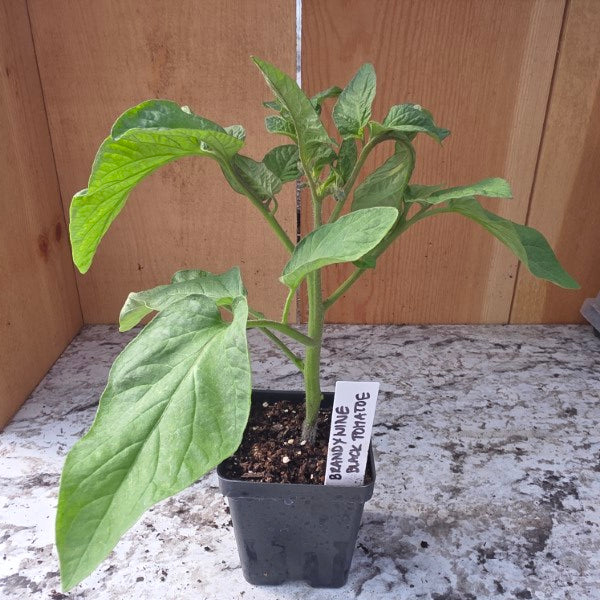 Brandywine Black Tomato Plant