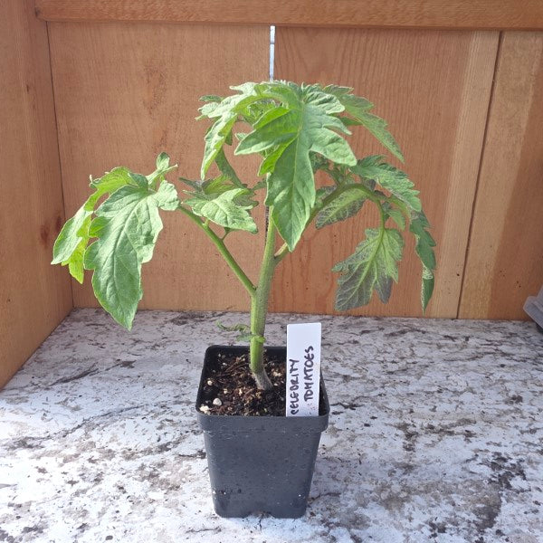 Celebrity Plus Tomato Plant