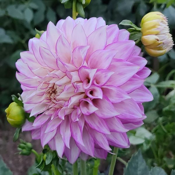 Clearview Debby Dahlia Tuber