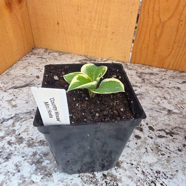 Country Mouse Mini Hosta Plant UNIQUE