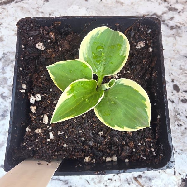 Country Mouse Mini Hosta Plant UNIQUE