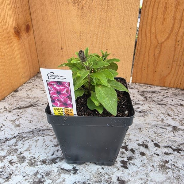 Crazytunia Cosmic Pink Petunia Plant