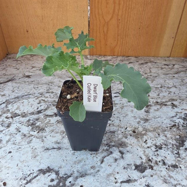 Dwarf Blue Curled Kale Plant