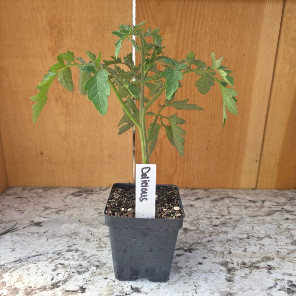 Delicious Tomato Plant