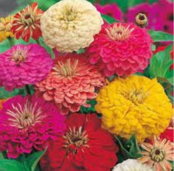Dreamland Mix Zinnias