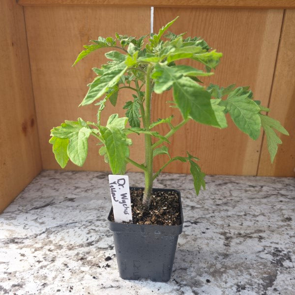 Dr Wyches Yellow Beefsteak Tomato Plant