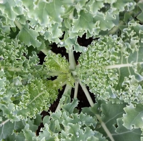 Dwarf Blue Curled Kale Plant