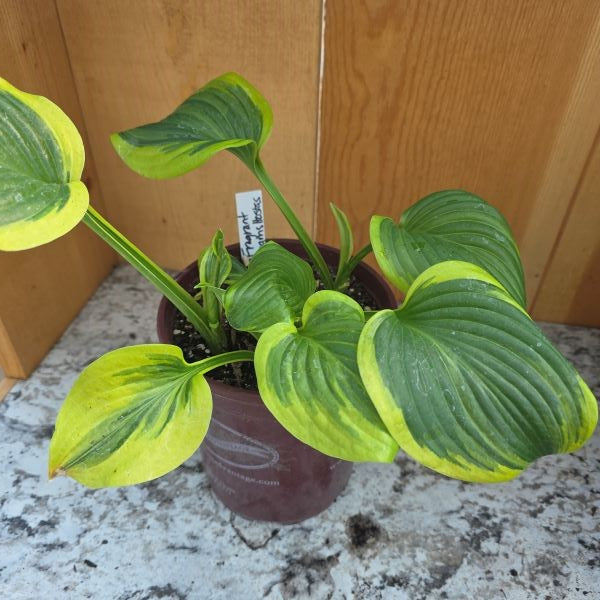 Fragrant Dream Hosta Plant