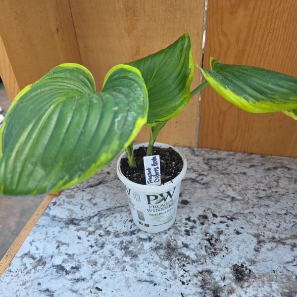 Fragrant Dream Hosta Plant