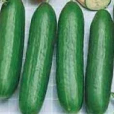 Garden Bush Slicer Cucumber