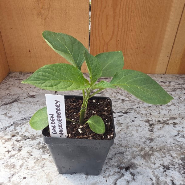 Garden Huckleberry Plant