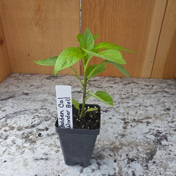 Golden Yellow Cal Wonder Bell Pepper Plant