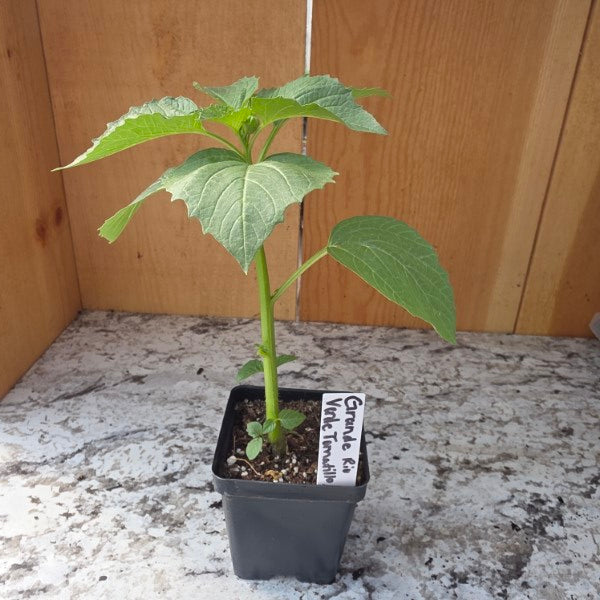 Rio Grande Verde Tomatillo Plant