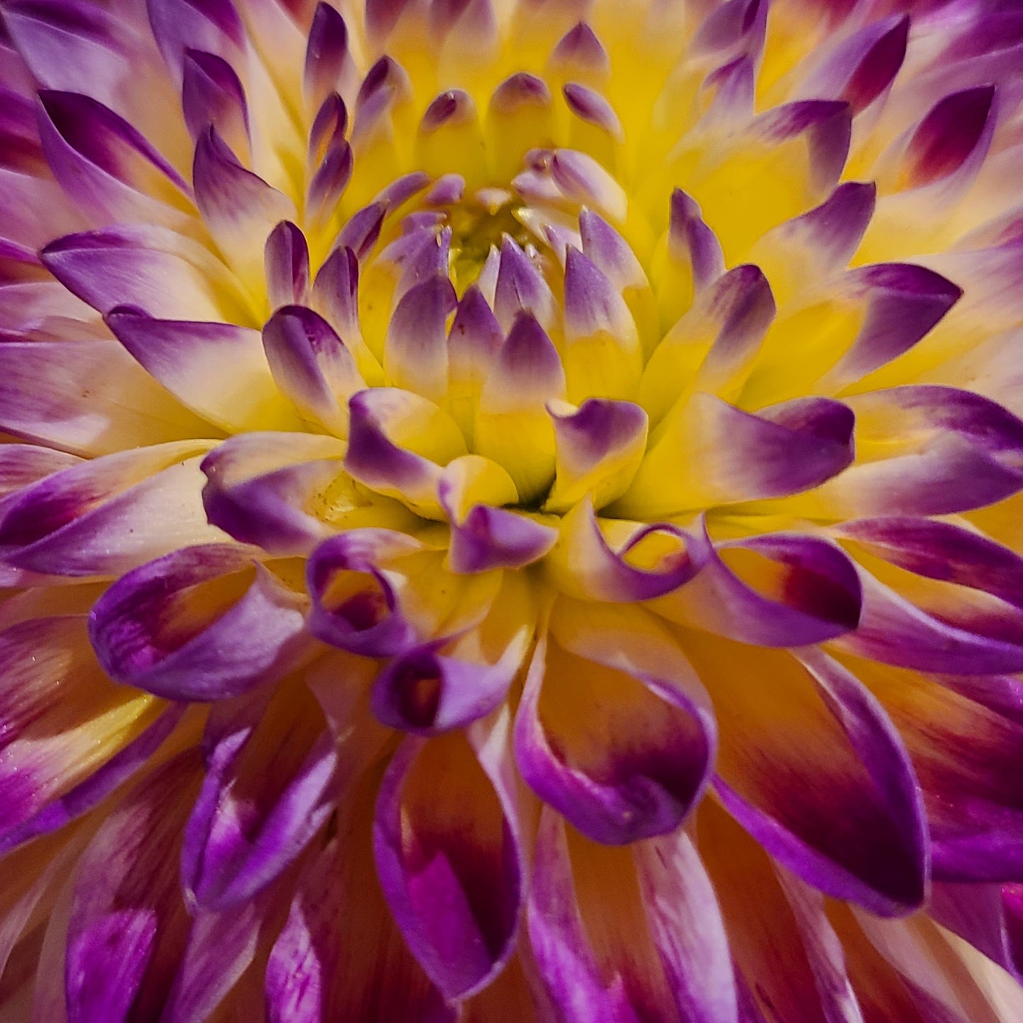 Hapet Daydream Dahlia Tuber