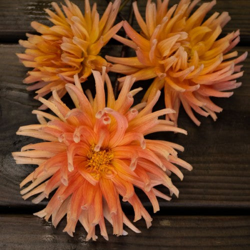 Hollyhill Melody Dahlia Tuber
