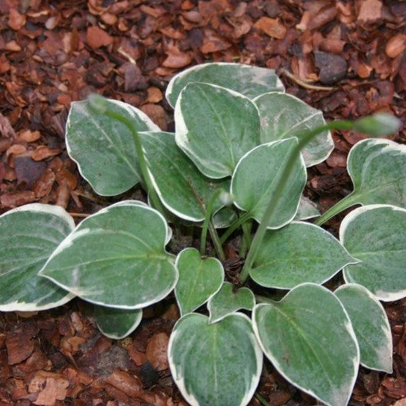 Country Mouse Mini Hosta Plant UNIQUE