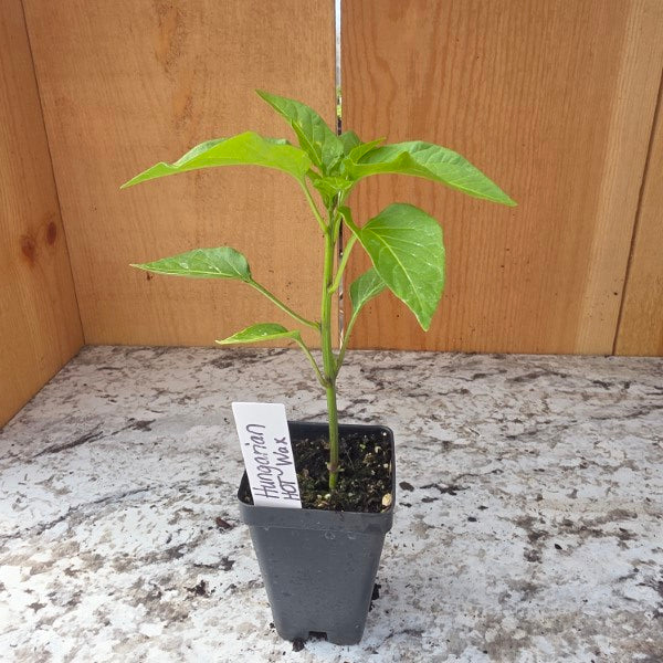 Hungarian Hot Wax Pepper Plant