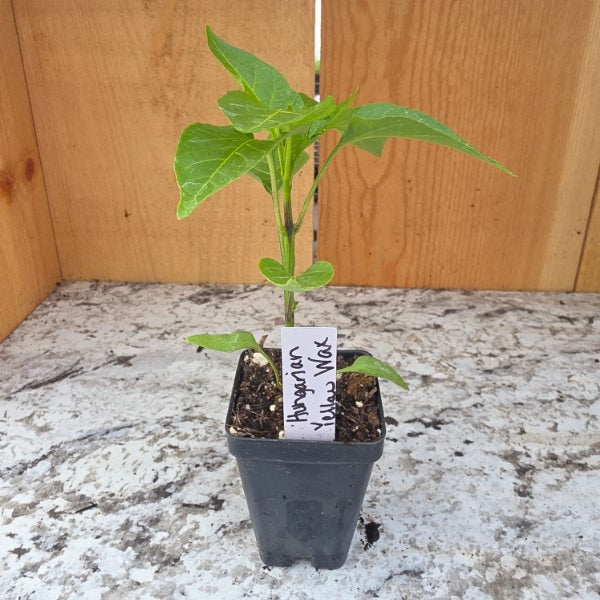 Hungarian Sweet Yellow Pepper Plant