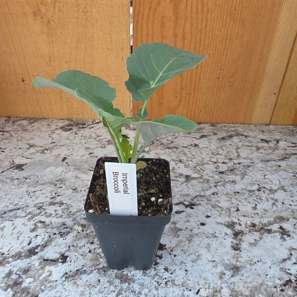 Imperial Broccoli Plant