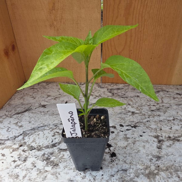 Jalapeno Pepper Plant