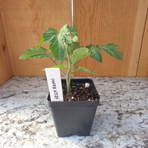 Jelly Bean Tomato