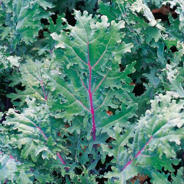 Red Russian Kale Plants 4-pack