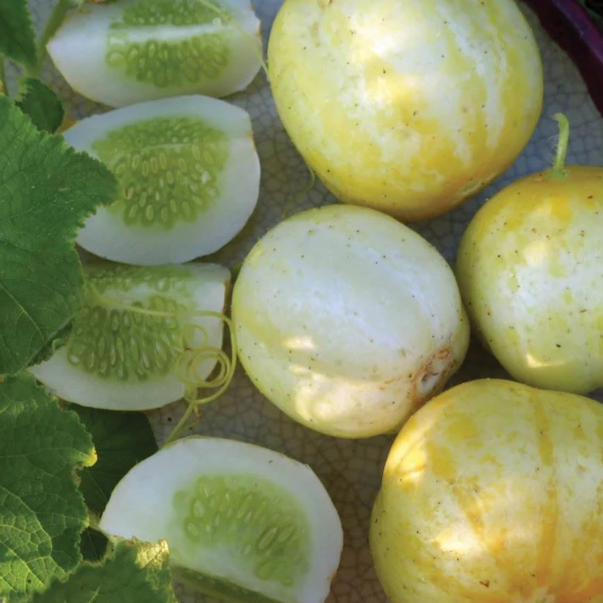 Lemon Cucumber Plants