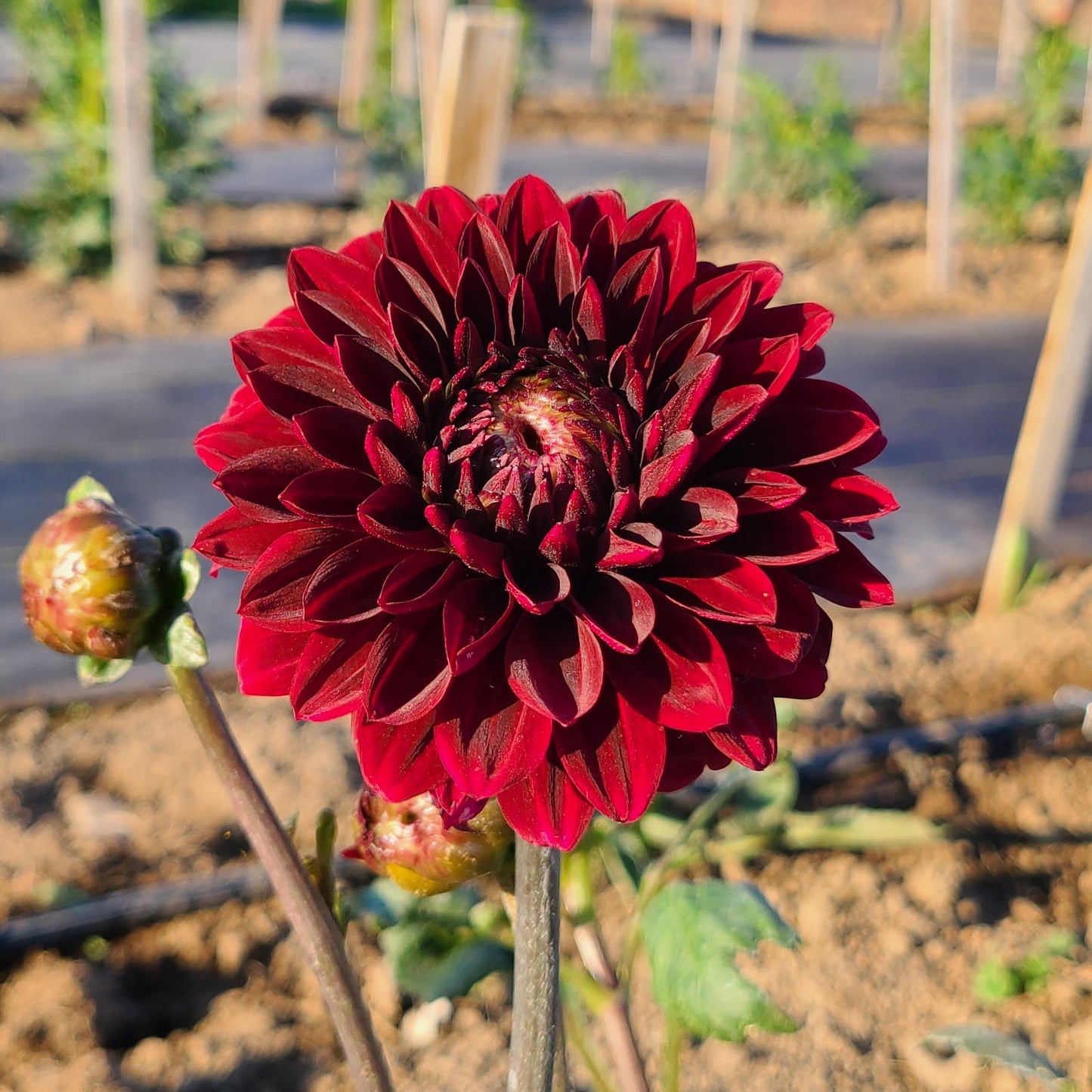 Lights Out Dahlia Tuber